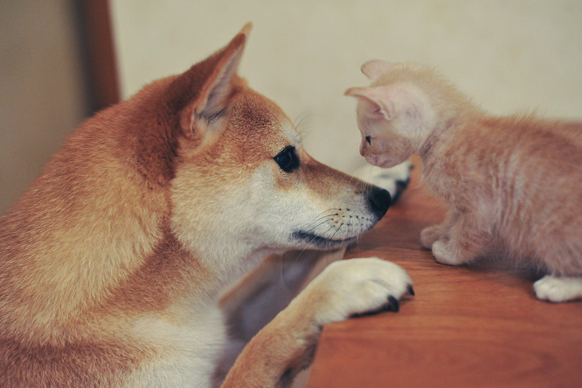 愛犬・愛猫の健康を守るための記録の役割