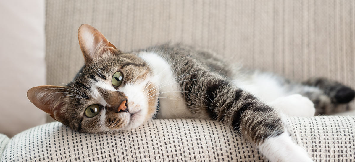 ペット記録サイトを作る方法を徹底解説