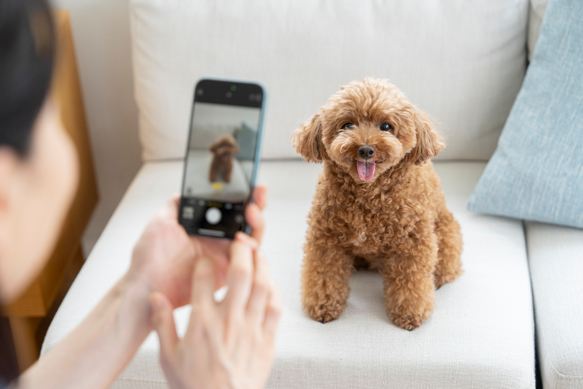 専用アプリでペットの記録を管理する方法