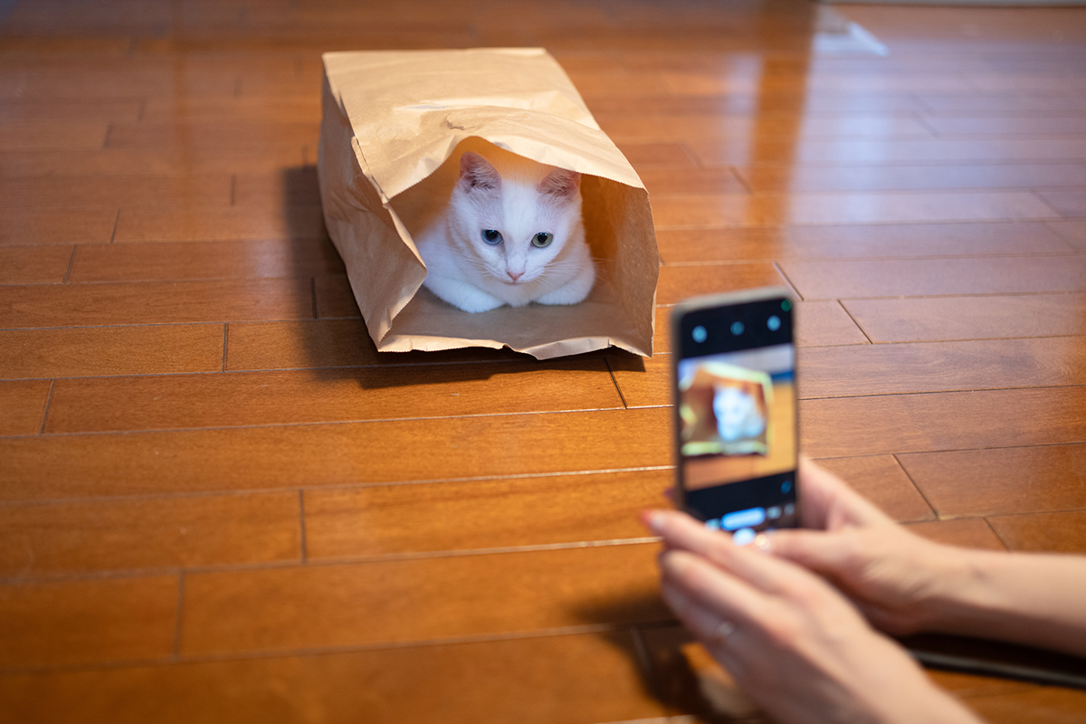 SNSを活用して犬・猫の記録を共有する方法