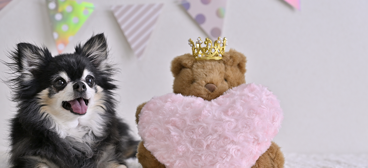 犬・猫の健康記録をペットサイトに残す具体的な方法