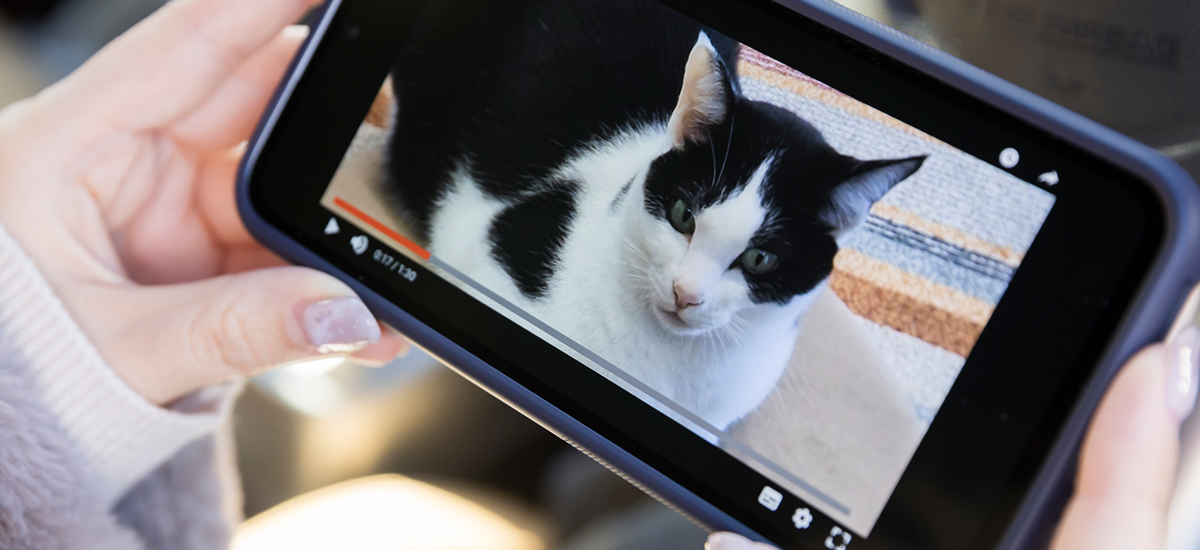 愛犬・愛猫の成長記録を写真や動画でまとめる方法