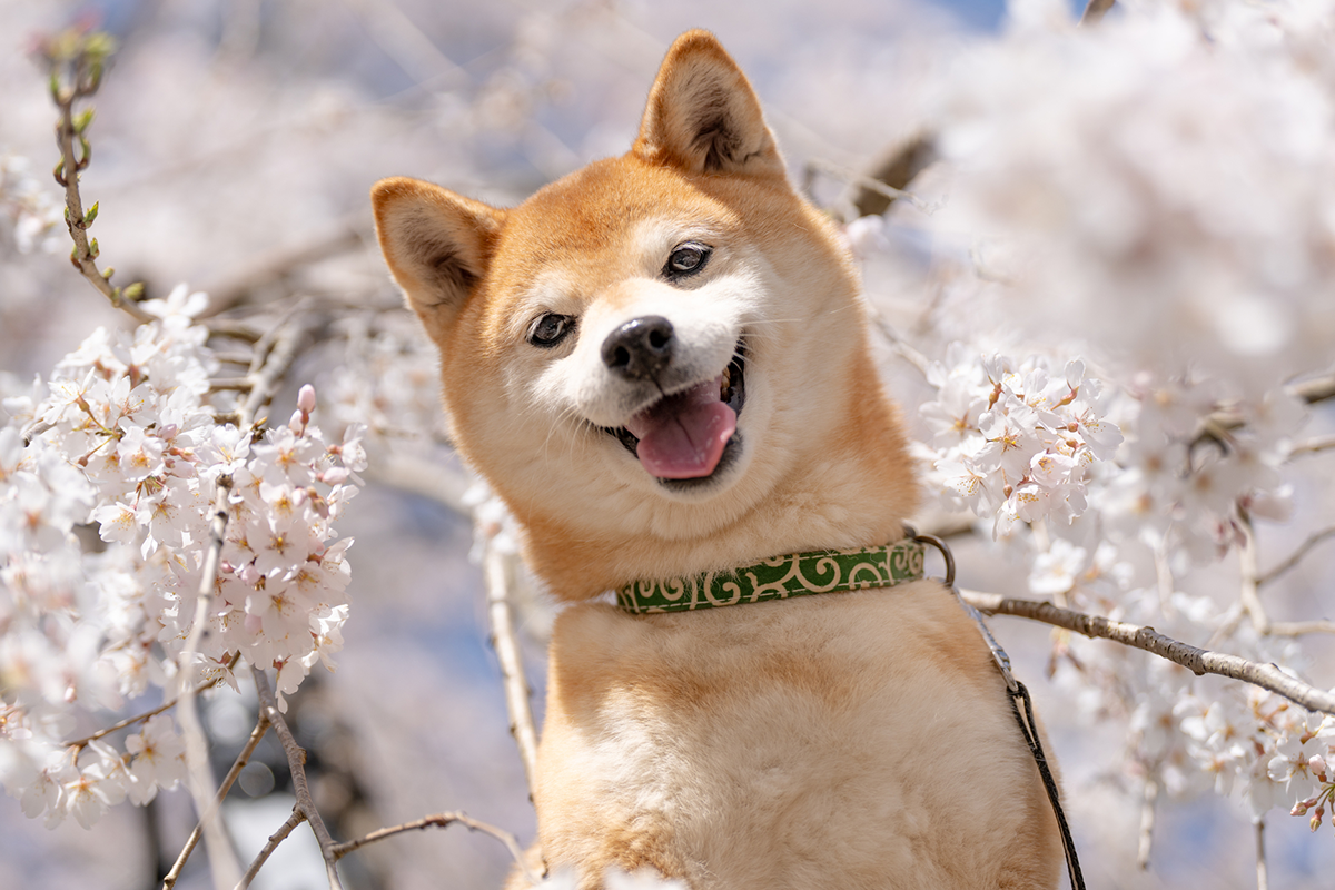 ペット仲間とつながってモチベーションを維持する方法