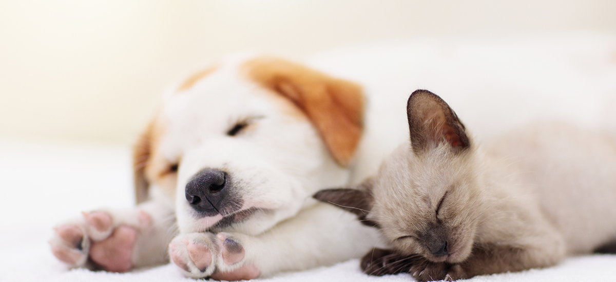 犬や猫のペット里親募集サイトとは何か