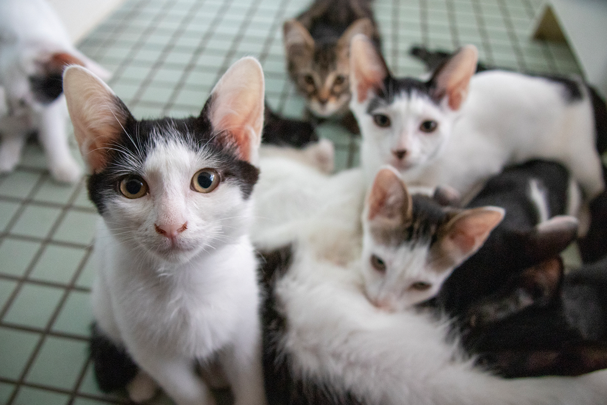 里親募集サイト運営に必要な法律と規制の確認