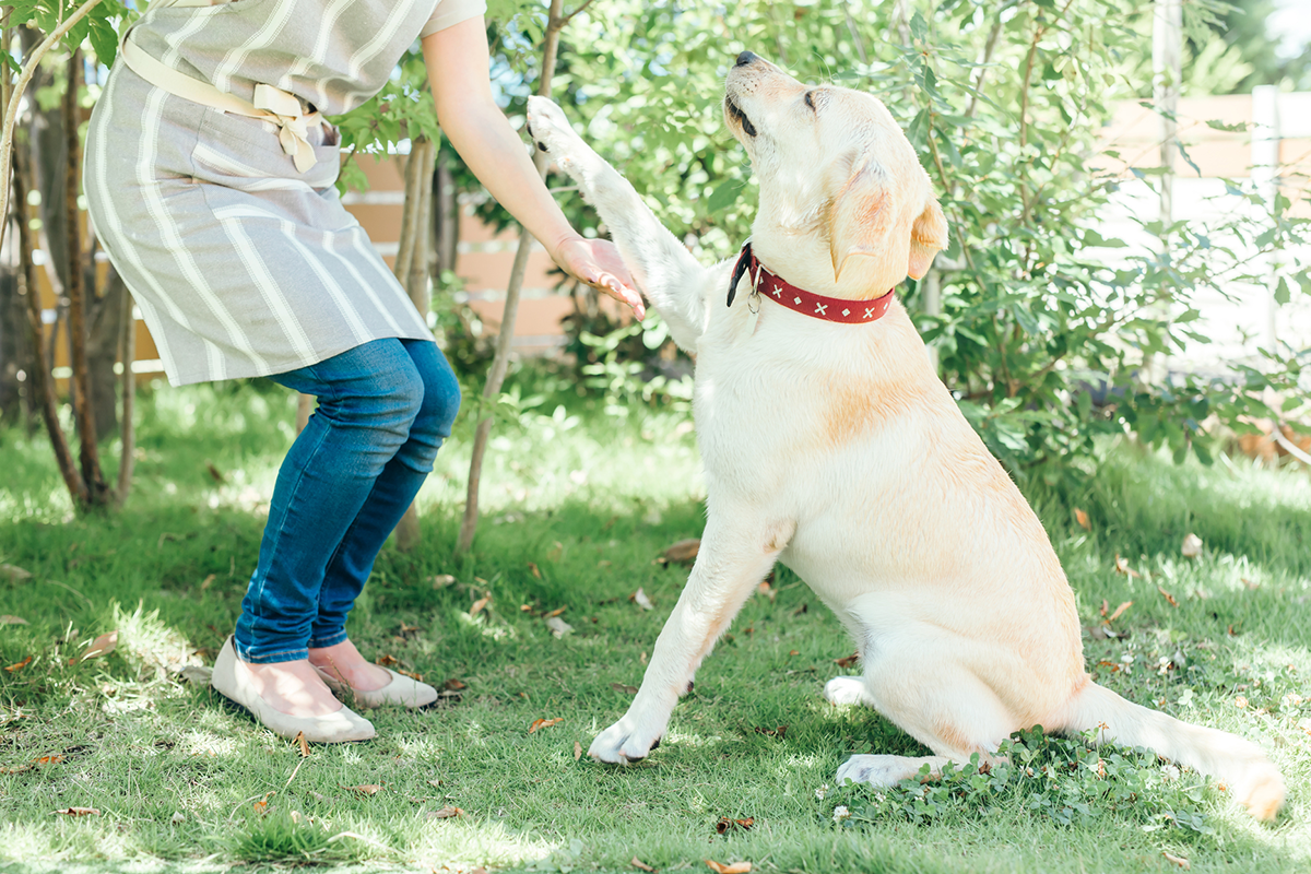 募集中の犬・猫の紹介ページの作り方