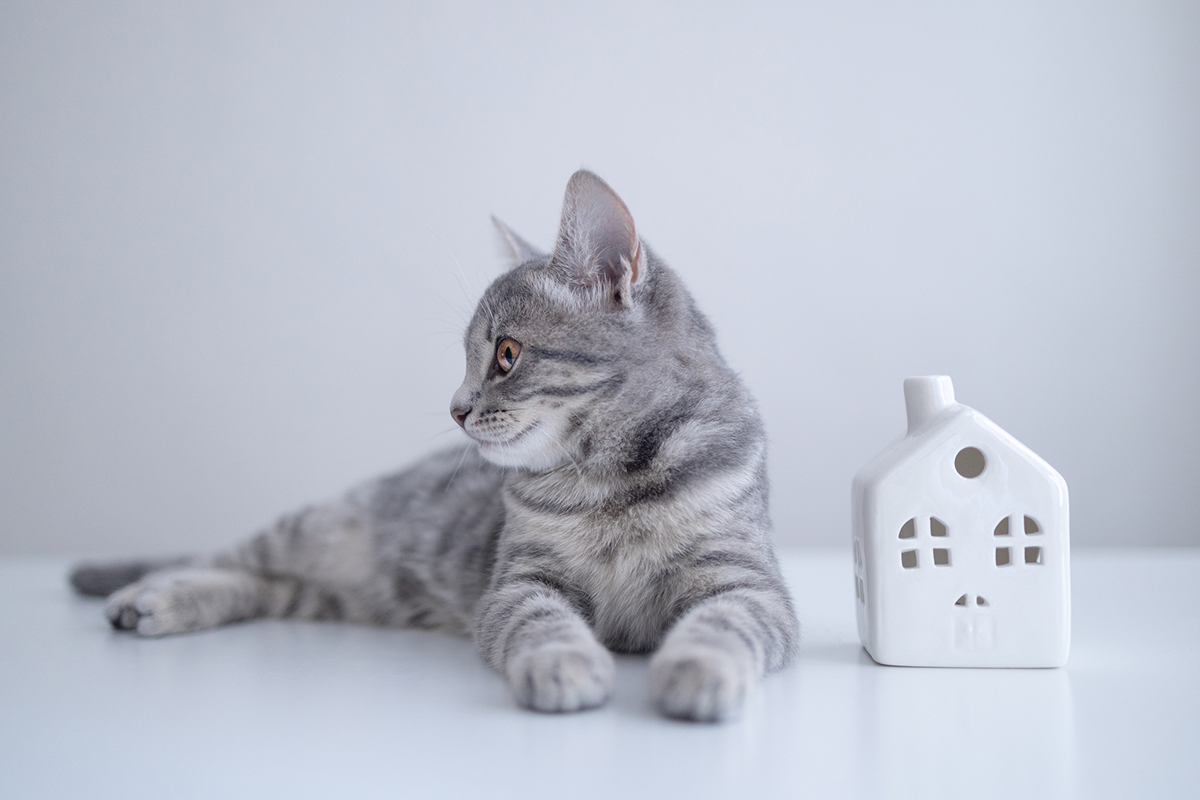 ステップ4　写真と文章で魅力を伝えるコンテンツを作る