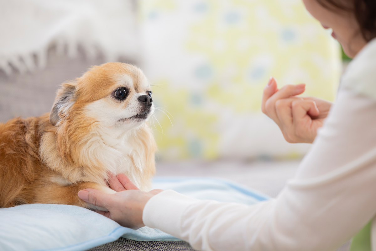 譲渡後のアフターフォロー体制の整え方