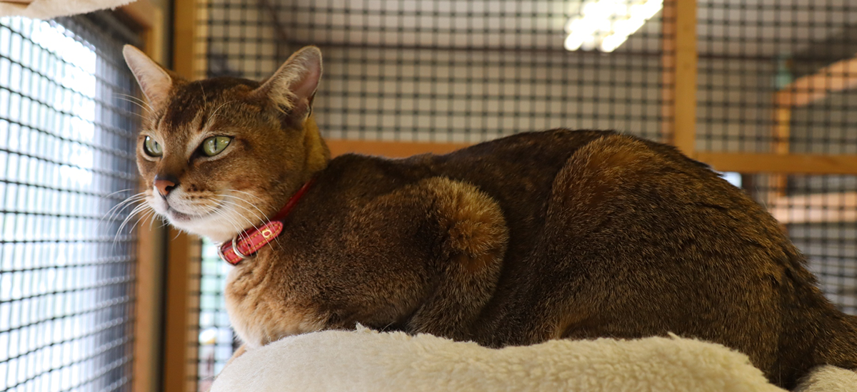 参考になる国内の里親募集サイト事例と学べるポイント